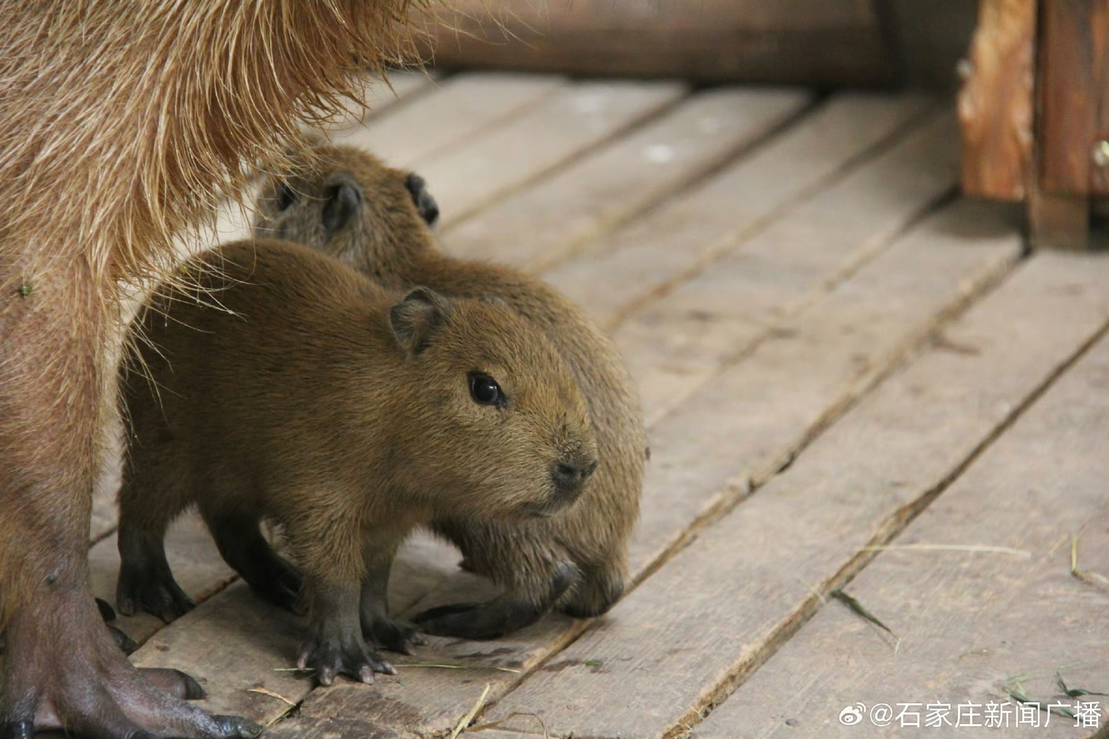 2隻可愛的水豚寶寶在石家庒市動物園誕生。圖/取自石家庒新聞廣播微博