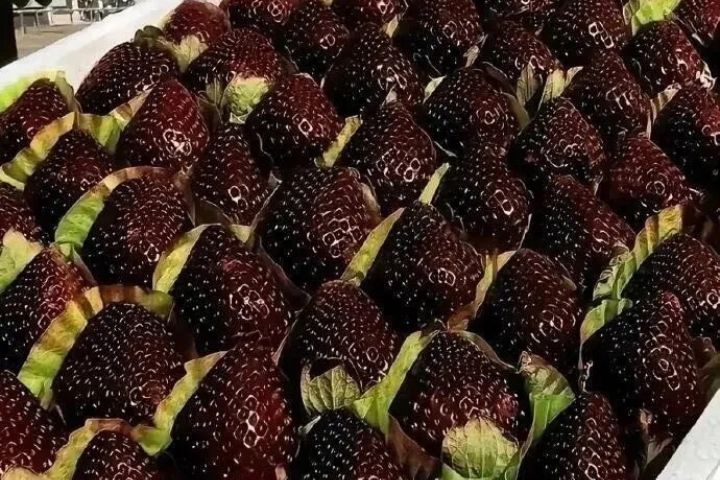  黑草莓並非「染色」或特殊處理，而是因花青素含量較高所致。圖/取自《農民日報》