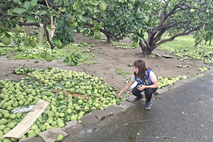 台南立委謝龍介颱風過後，其團隊即四處勘災，有些文旦產地落果相當嚴重，農民欲哭無淚。圖／取自謝龍介臉書