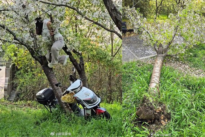 爬櫻花樹拍照壓倒20年老樹　上海找到闖禍女　要她賠