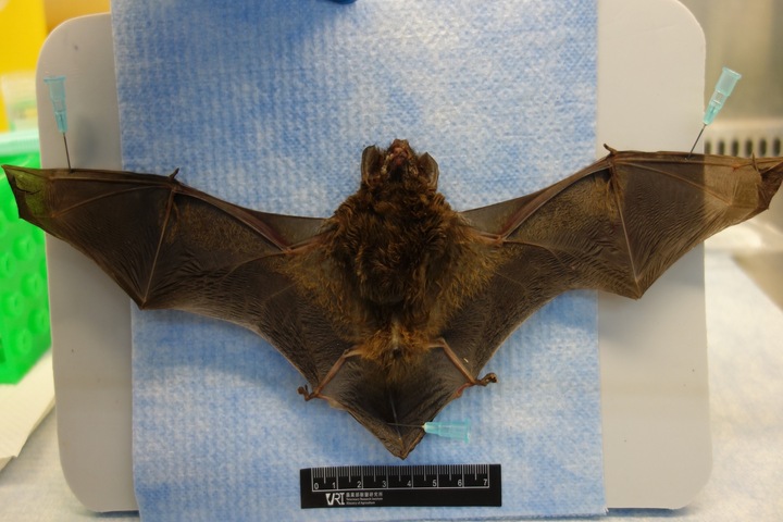 新北蝙蝠檢出麗沙病毒　恐人畜共通防檢署籲勿接觸