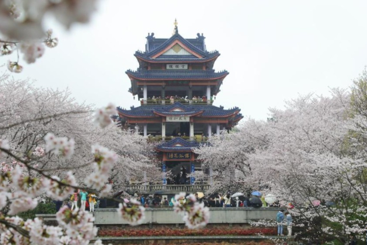 回不去的櫻花之情？無錫植樹活動未邀日方　疫情外40年首見