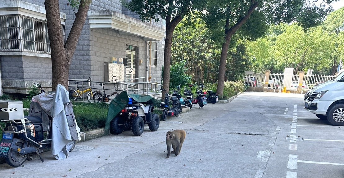 外逃的獼猴在社區中閒逛。圖/取自金山傳播微博