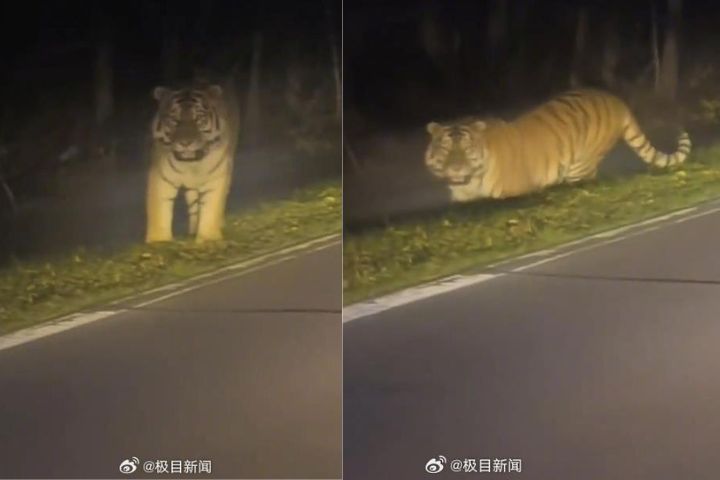 媽呀！路上遇到東北虎　吉林開夜車直擊猛獸下山