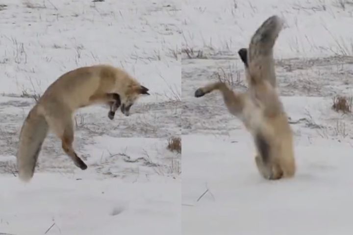 雪原狐狸「靠臉吃飯」　鐵頭扎雪　獵物「頭到擒來」