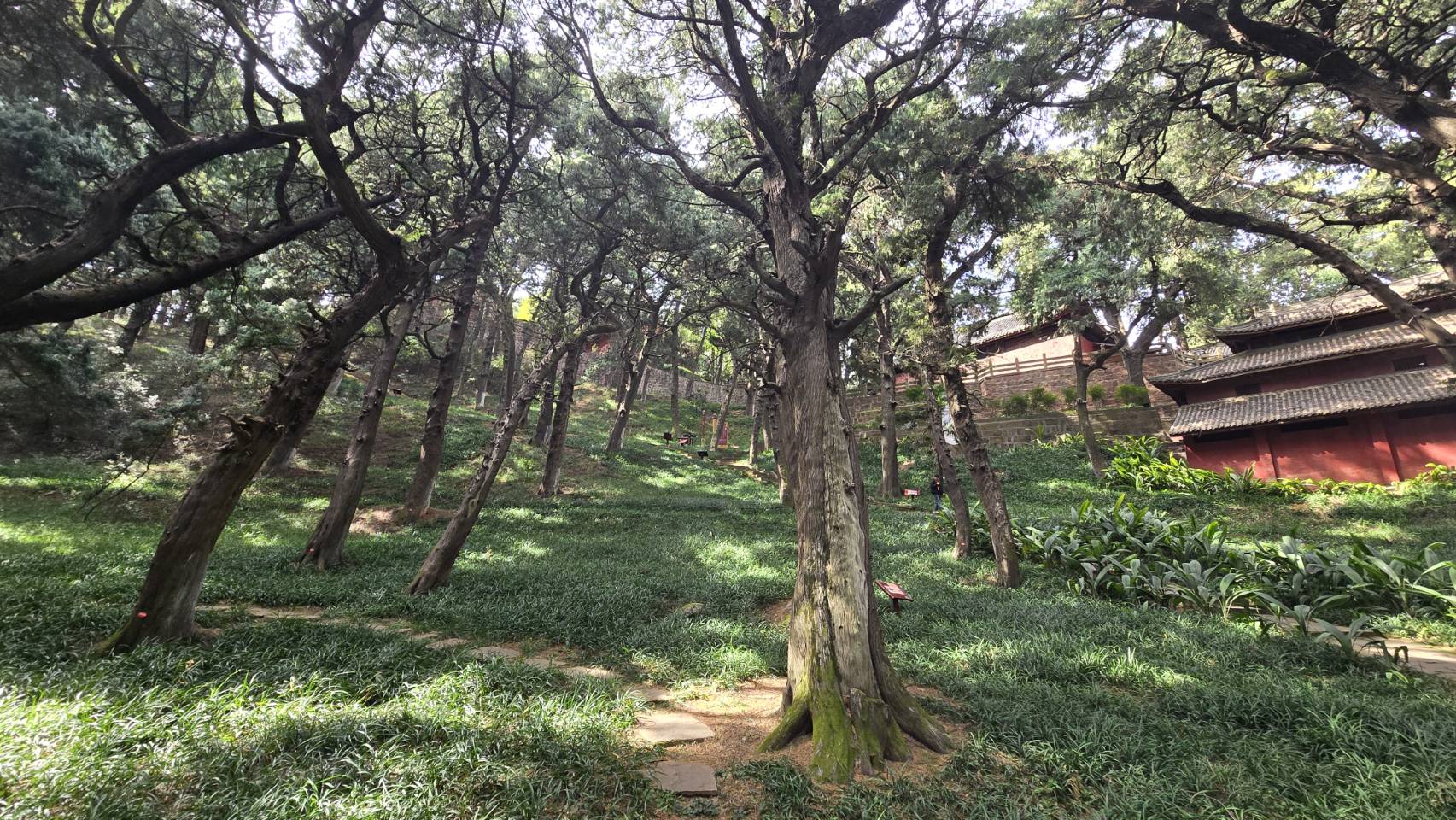 九曲山文昌祖廟後山的古柏樹林。圖/記者宋秉忠攝