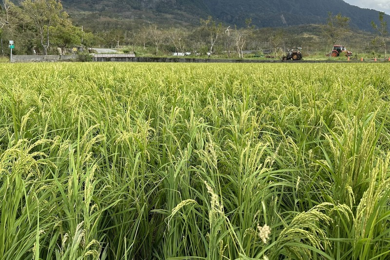 東北季風增強北台轉雨　颱風薔琵持續增強今深夜恐發海警