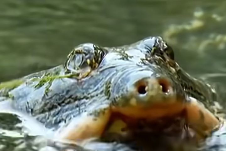   斑鳖俗稱「癩頭鼋」，被國際自然保護聯盟（IUCN）列為「極危」物種，其稀有程度甚至高於大貓熊。圖/取自影片