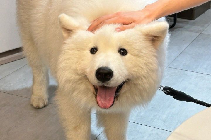 摸狗狗腦袋 牠們喜歡嗎？其實汪汪的內心戲多著呢！ 