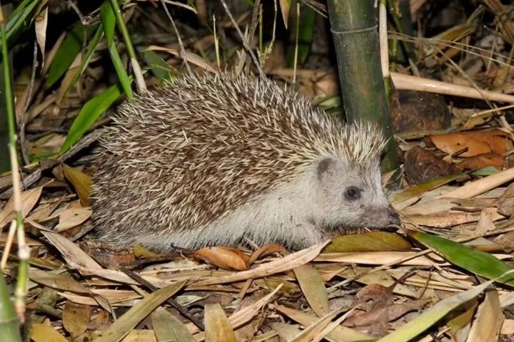 避免干擾夜行性動物，如刺蝟與貓頭鷹等，夜遊活動時間特意設在18:30至20:45之間，避開動物高活躍期。圖為園中小刺蝟。 圖/取自上海植物園