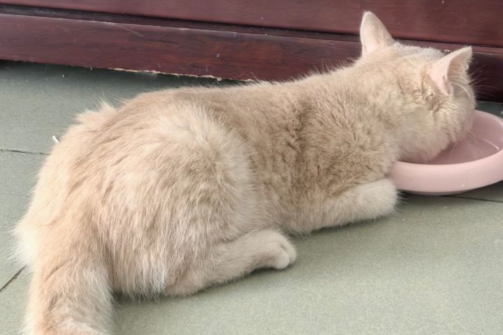 一隻4公斤的健康成貓,每日需攝取約160至240毫升水分。圖/取自Devil•Diana微博