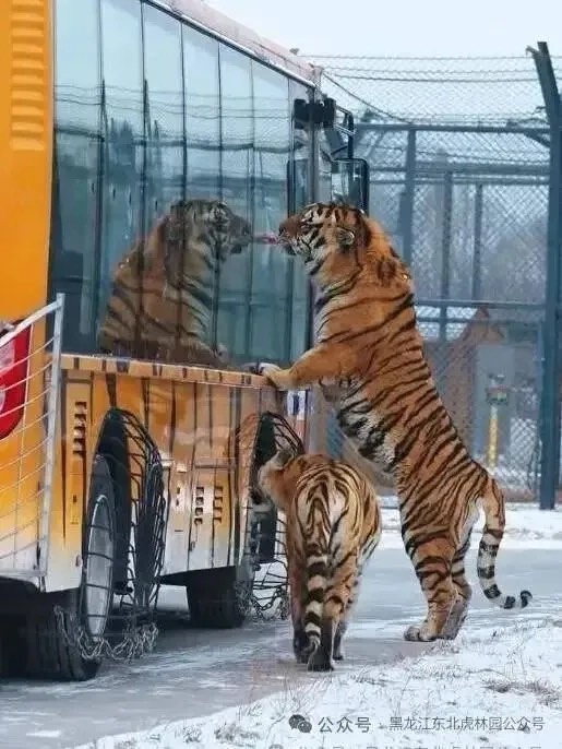 東北虎林園「輕斷食」不影響遊玩動線,驚險車仍會帶遊客前往可投餵園區。圖/取自東北虎林園公眾號