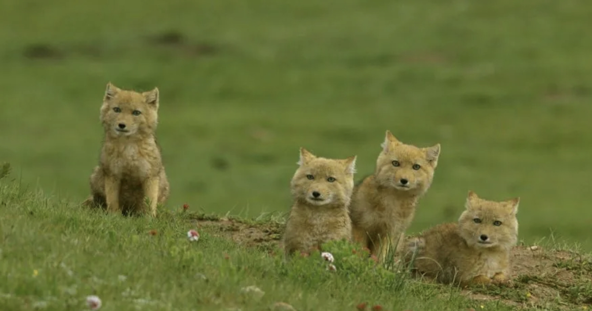 野生的幼小藏狐群。圖/取自中新網