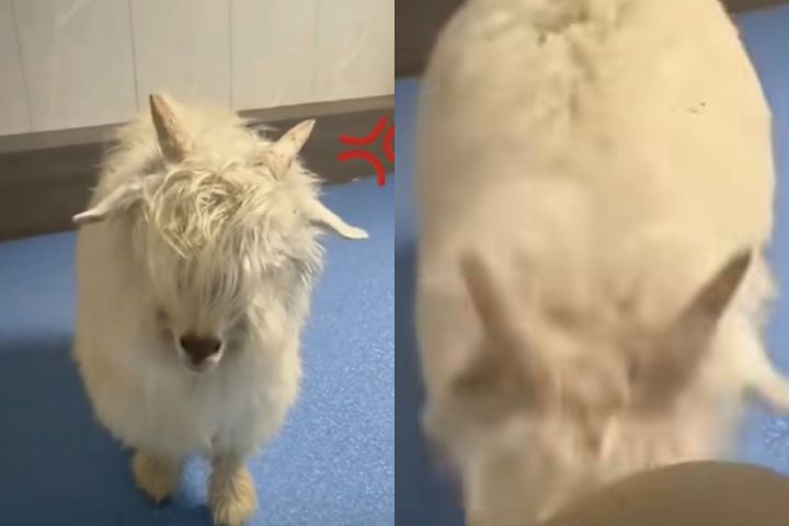 小羊看病被弄疼「轉頭頂主人」不敢惹醫生　還要出氣