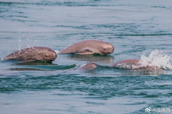 「微笑天使」現身江西鄱陽湖　45頭長江江豚集體逐浪