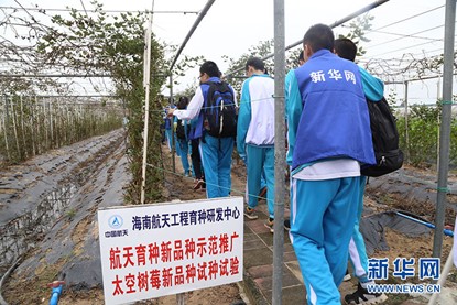 太空蔬果大又甜 大陸航天育種創千億經濟效益