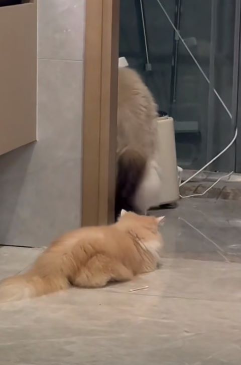 圍觀主人上廁所、洗澡：不是變態，是擔心你出事。圖/取自PeRo_doudou微博