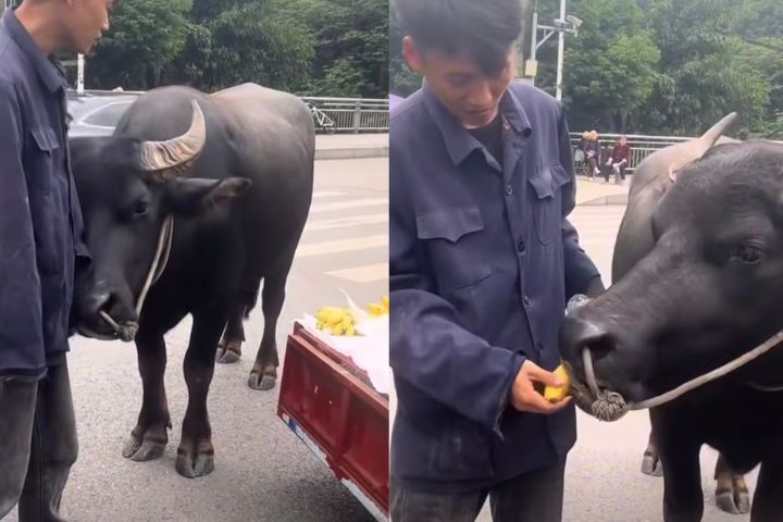 水牛賴在香蕉攤前不肯走　撒嬌討吃買到3根　吃飽秒套車繼續工作