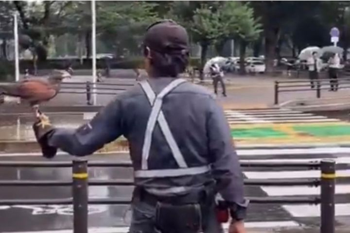 【名古屋亞運】競走賽道鳥糞成災　市府出動老鷹驅烏鴉