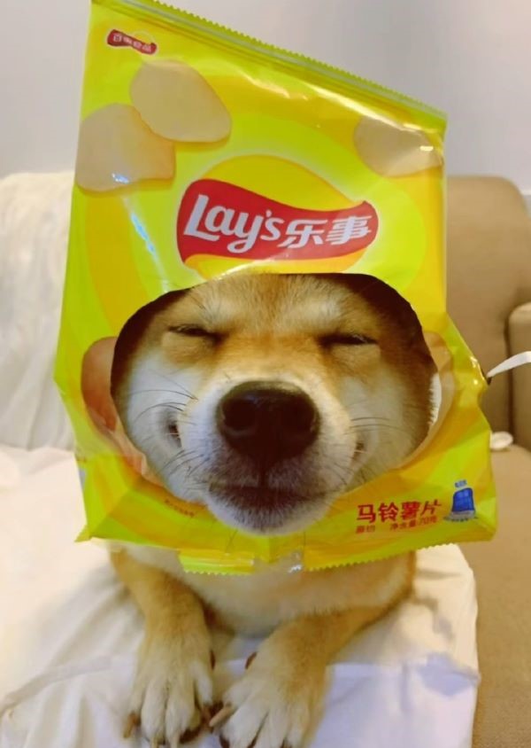 網紅柴犬「小柴佩奇」帳號累積53.3萬粉絲、獲讚數達1983.3萬。圖/取自抖音小柴佩奇