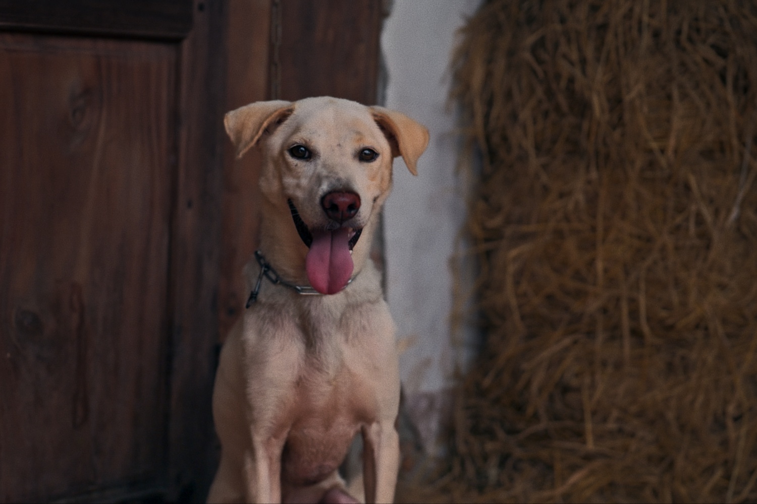《鬼厄犬》不可或缺的要角便是飾演主角一家看門犬「波羅蜜」的「平陽」，值得一提的是「平陽」本身3年前才被從屠宰場救出。圖/車庫娛樂提供