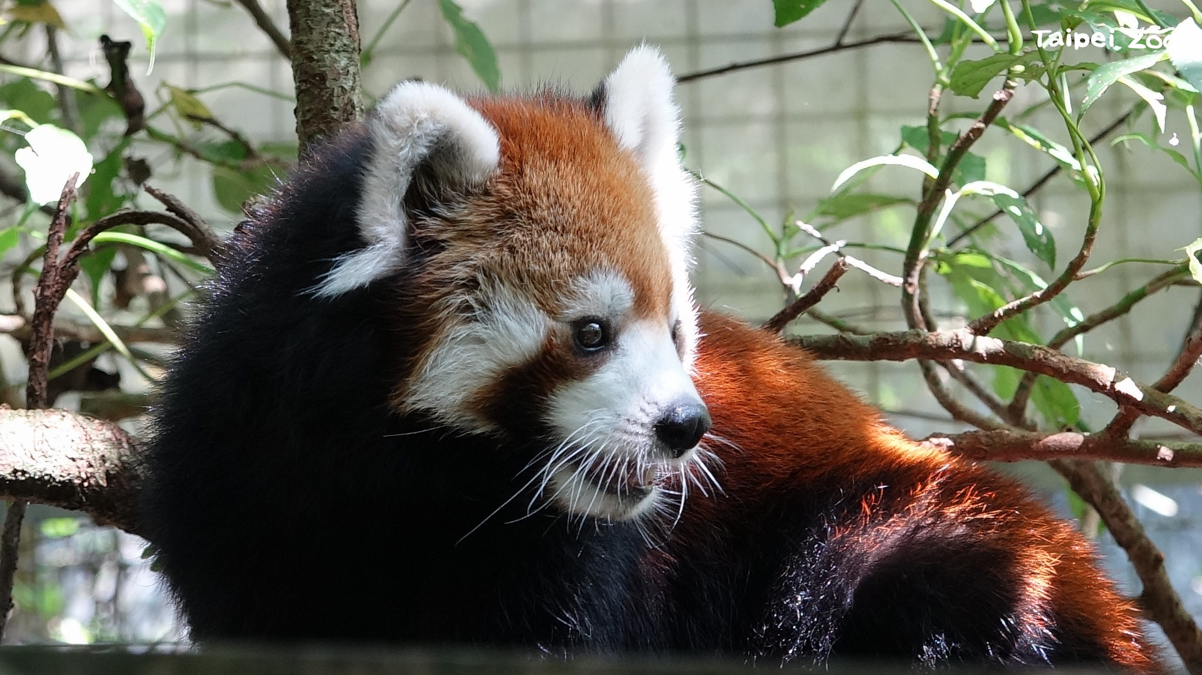 台北市動物園動物22日舉辦慰靈祭，替小貓熊「美可」祈福。圖/台北市立動物園提供