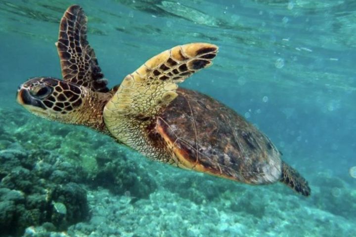 提防諜龜、諜魚？陸國安部稱境外勢力利用「牠們」竊密