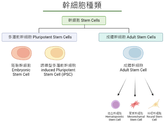 iPSC在幹細胞技術中的地位。圖/取自衛福部官網