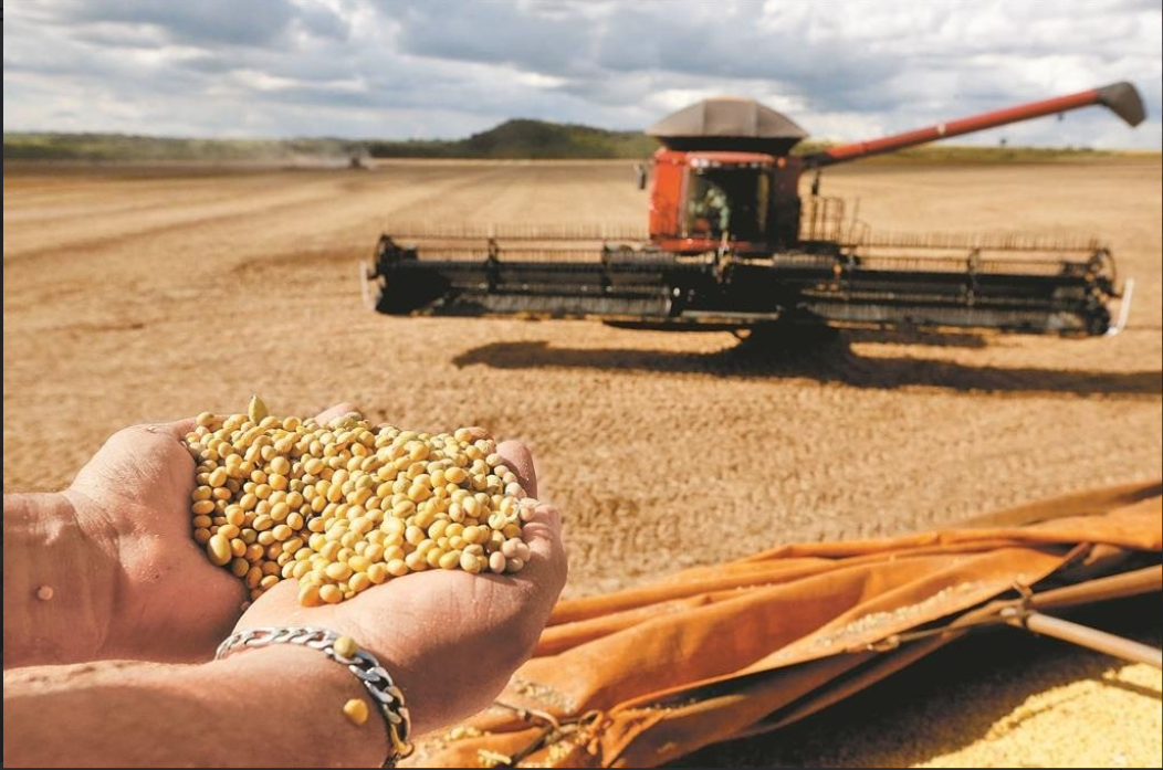 大陸正在增產大豆，以減少對進口大豆的依賴。圖/取自新華社