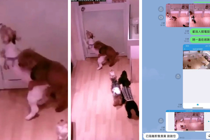 合成圖。一名飼主控訴寵物旅館沒有控管好導致愛犬被性侵長達17分鐘。圖/取自Google評論