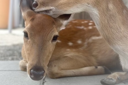 張美阿嬤農場子空拍機投毒  星夢動物遭毒害案偵結　宜檢對凶嫌求重刑