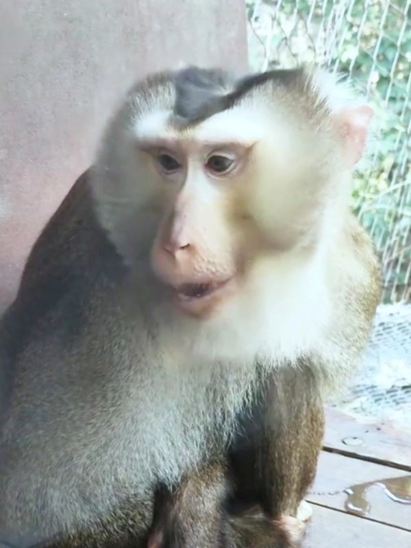 豚尾猴出現抬眉、眯眼、撅嘴等表情。牠們本身相當聰明,長期接觸遊客後,可能逐漸模仿人類拍照時常出現的動作。圖/取自新華社影片