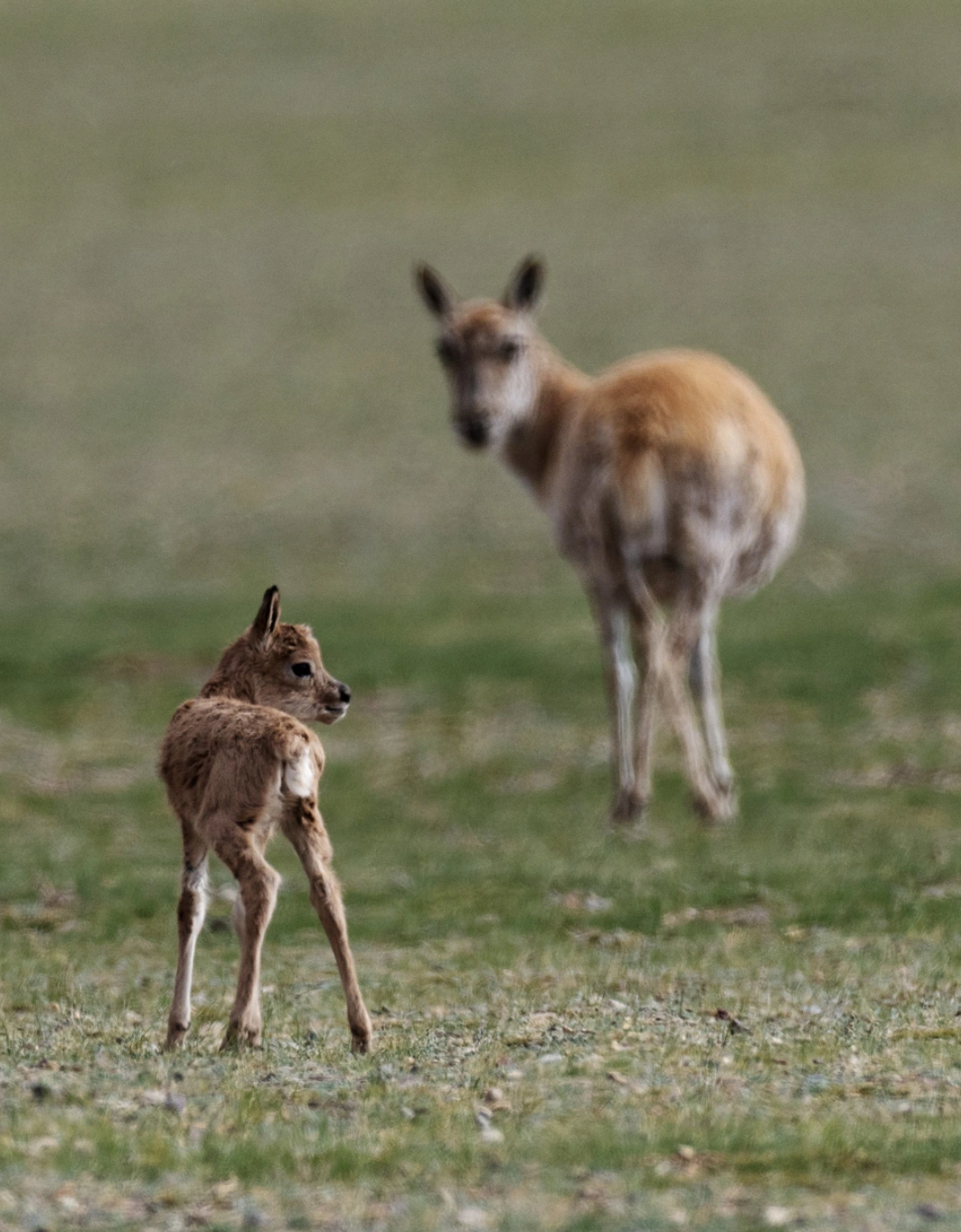 在魯確塘草原，一隻剛出生不久的小藏羚羊跟著母藏羚羊在草原上漫步。圖/取自新華社