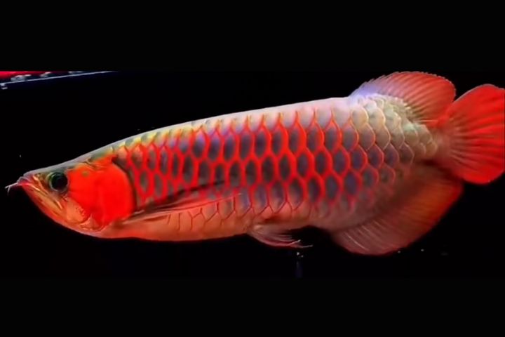 在高端觀賞魚市場中，龍魚外觀品相直接影響其市場價值與參賽條件。圖/取自芝士分子may影片