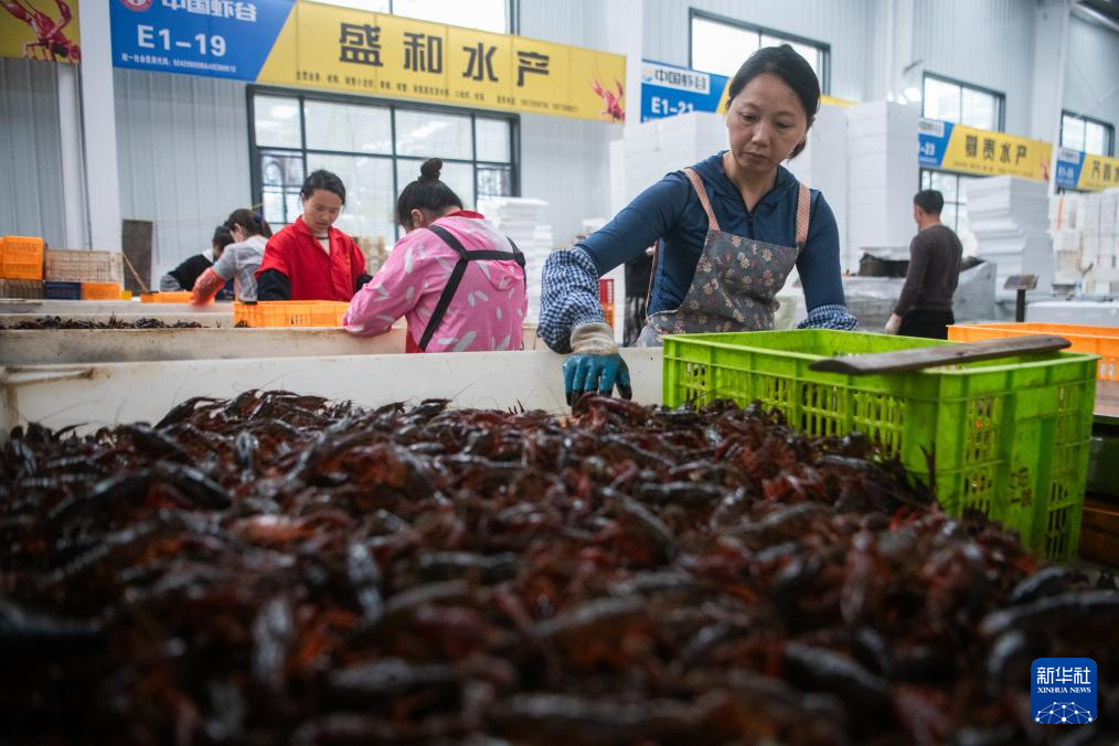 在湖北潛江市的中國小龍蝦交易中心，工作人員分揀小龍蝦。圖/取自新華社
