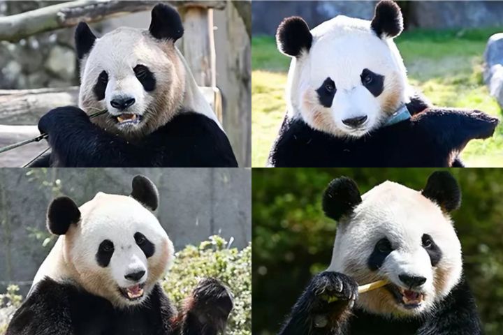 「濱家族」6月28日全員回歸 大陸旅日大貓熊僅剩兩隻