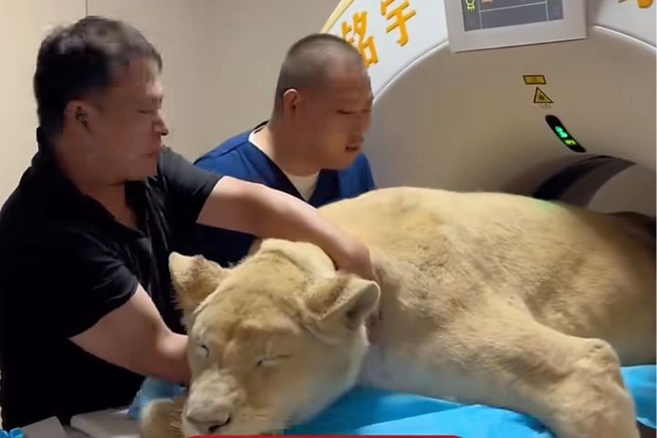 血脈壓制！母獅術後在籠中昏睡　竟讓貓狗嚇到倒退