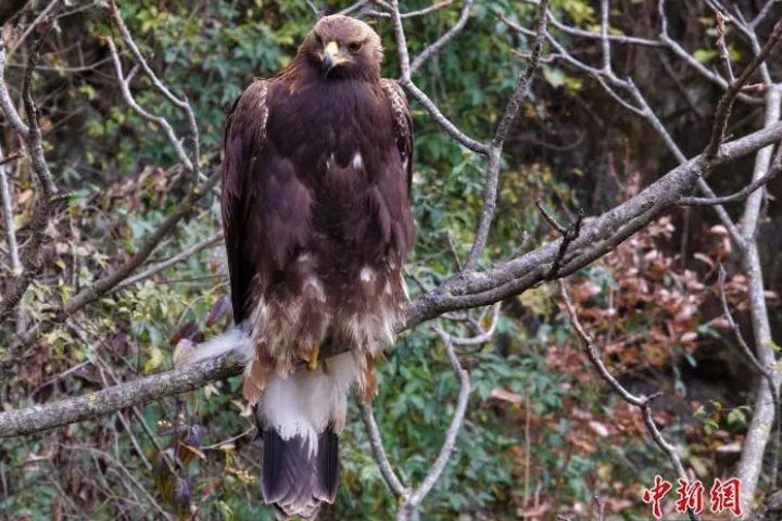 金雕是大陸藝國家一級重點保護動物。圖/取自中新網
