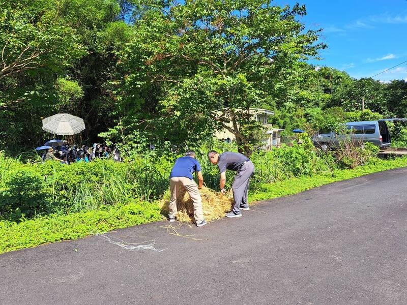 三星鄉公所人員朱鸝雛鳥意外墜亡後，便立即在樹下鋪稻草當緩衝墊，以防憾事再發生。圖/中央社