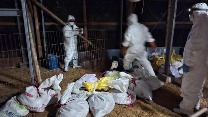 桃園市大園區一處畜牧場禽隻確診H5N1高病原性禽流感，桃園農業局撲殺場內2500隻珍珠雞、銷毀禽屍，並清消環境。圖/中央社、桃園農業局提供