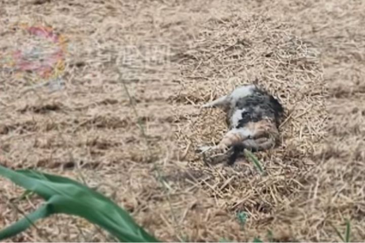 最後一次不捨的回眸後,領養小貓主人偶然發現母貓靜靜躺在田野中離世。圖/取自龍華網
