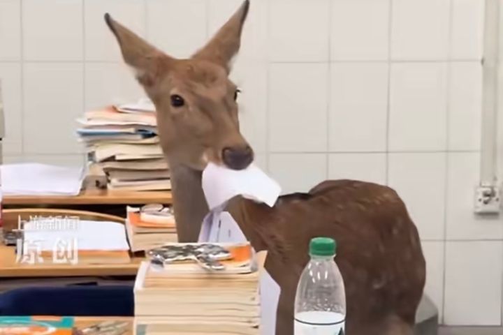 校園養梅花鹿、羊駝紓壓　四川多所中學引進動物夥伴