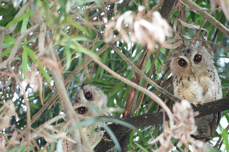 台南山上花園水道博物館園區一處樹林近日有1大3小共4隻領角鴞現蹤，小領角鴞躲在枝葉間，大眼呆萌模樣相當可愛。圖/中央社