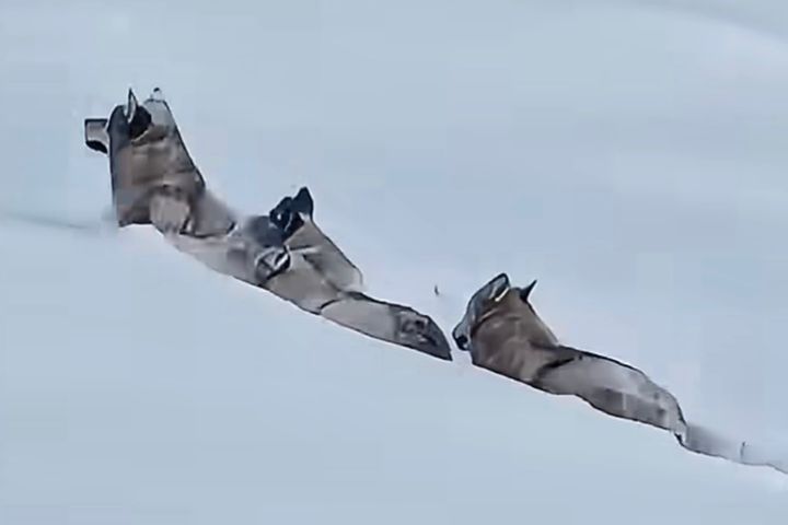 狼群單列縱隊前行　雪原中求生　沒有一隻掉隊的