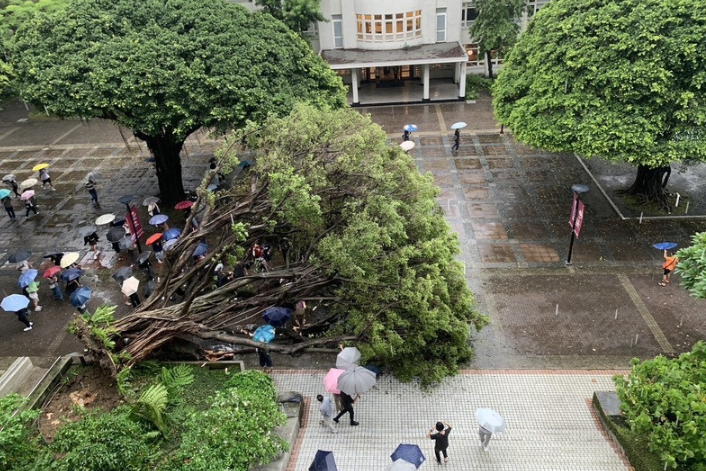別讓意外變濫伐！老榕倒塌壓死人  專家：根系腐爛與過度澆灌是主因