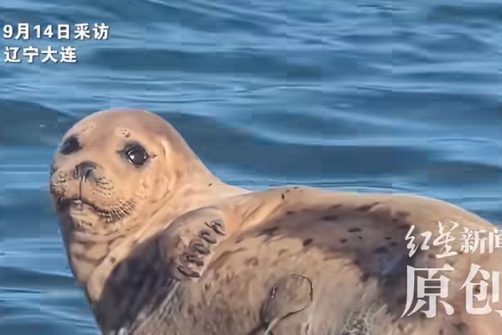 9月13日晚間，娜娜再次出現在大長山島海域，並趴在浮橋附近休息。圖/取自紅星新聞