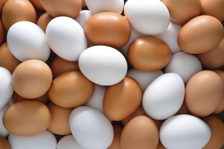 國內每日雞蛋產量持續增加　春節前蛋價穩定維持現況