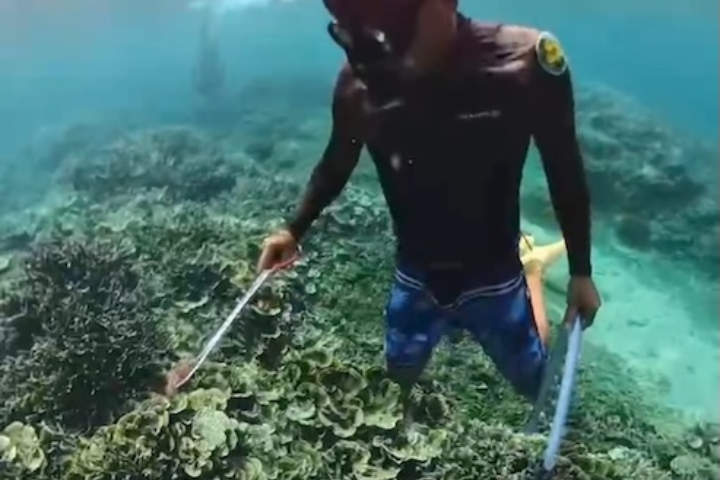 棘冠海星密度飆破警戒 志工斥政府虎頭蛇尾害慘澎湖珊瑚
