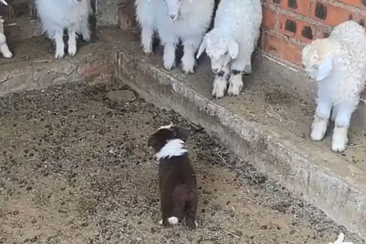 牧羊犬對羊群展現出的追趕、聚攏與控制移動方向能力,確實與人類長期選育工作犬有關。圖/取自影片