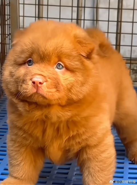 五紅犬體型壯碩，圓頭似熊。圖/取自小狗鈕祜祿微博